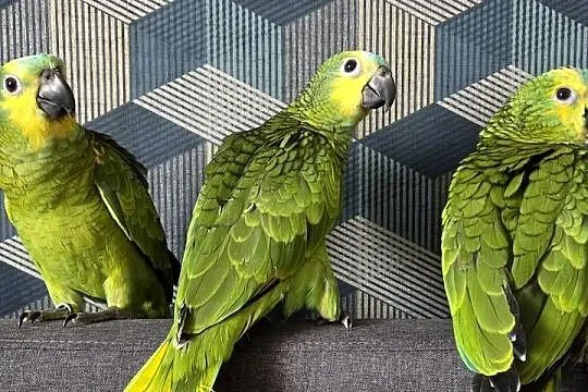 Amazonki niebieskoczelne