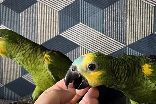 Amazonki niebieskoczelne, Pomorskie, Skarszewy