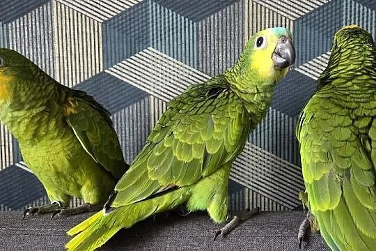 Amazonki niebieskoczelne, Pomorskie, Skarszewy