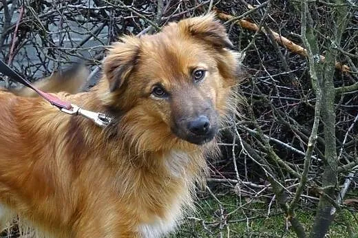 Staszek roczny wspaniały psiak marzy o kochającym domku,  Kundelki cała Polska