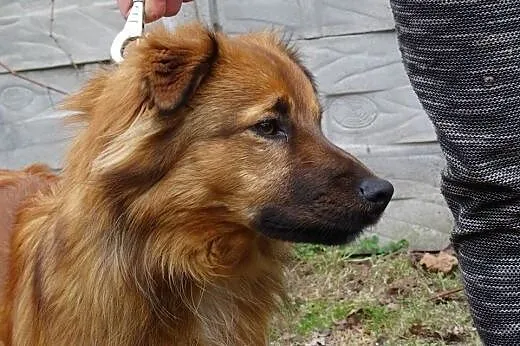 Staszek roczny wspaniały psiak marzy o kochającym 