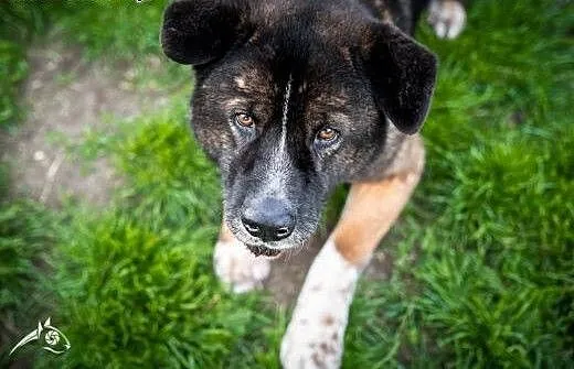 APE pięknie się kłania i do adopcji Państwa nakłan