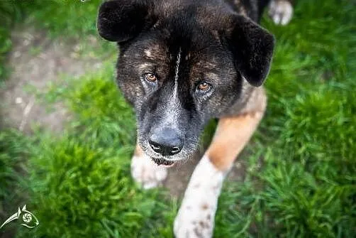 APE pięknie się kłania i do adopcji Państwa nakłan