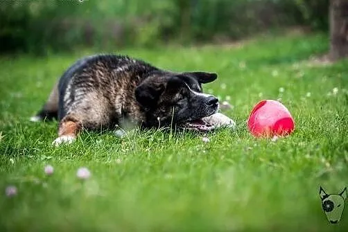 APE pięknie się kłania i do adopcji Państwa nakłan