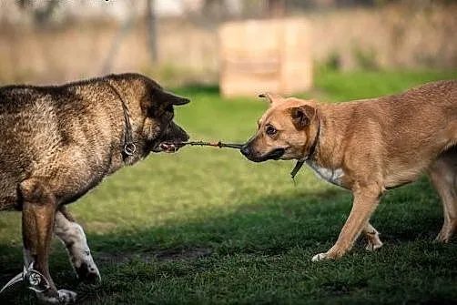 APE pięknie się kłania i do adopcji Państwa nakłan