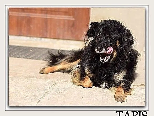 Odratowany,średni,spokojny,grzeczny,b.pozytywny,szczepiony psiak TAPIŚ.Adopcja., Mazowieckie, Warszawa