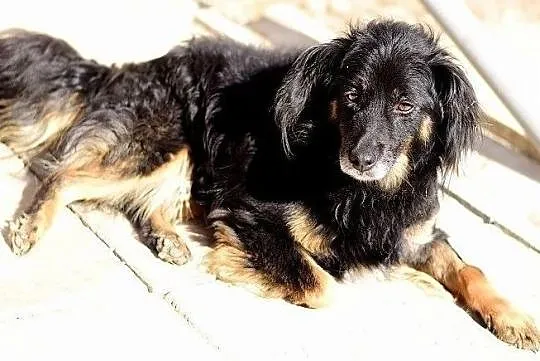 Odratowany,średni,spokojny,grzeczny,b.pozytywny,szczepiony psiak TAPIŚ.Adopcja., Mazowieckie, Warszawa