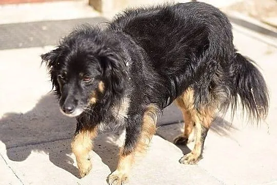 Odratowany,średni,spokojny,grzeczny,b.pozytywny,szczepiony psiak TAPIŚ.Adopcja., Mazowieckie, Warszawa
