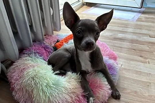 Chihuahua piesek liliowy