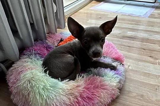 Chihuahua piesek liliowy, Świętokrzyskie, Kielce