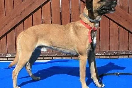 ROKI - młody wesołek już tak długo czeka na dom...adoptuj!,  mazowieckie Warszawa