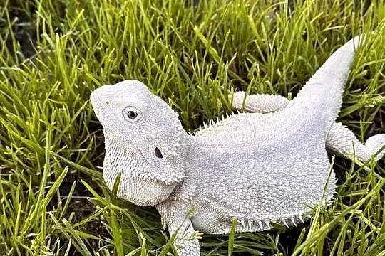 Agama brodata Hypo zero samica