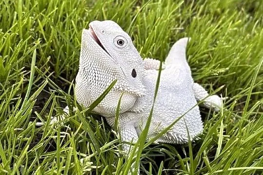 Agama brodata Hypo zero samica, Warmińsko-mazurskie, Iława