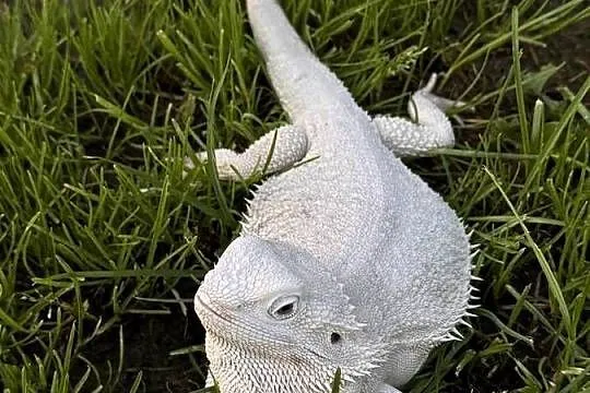 Agama brodata Hypo zero samica, Warmińsko-mazurskie, Iława