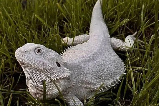 Agama brodata Hypo zero samica, Warmińsko-mazurskie, Iława