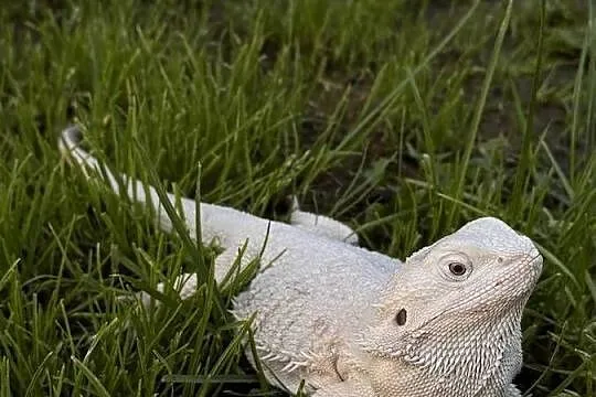 Agama brodata Hypo zero samica, Warmińsko-mazurskie, Iława