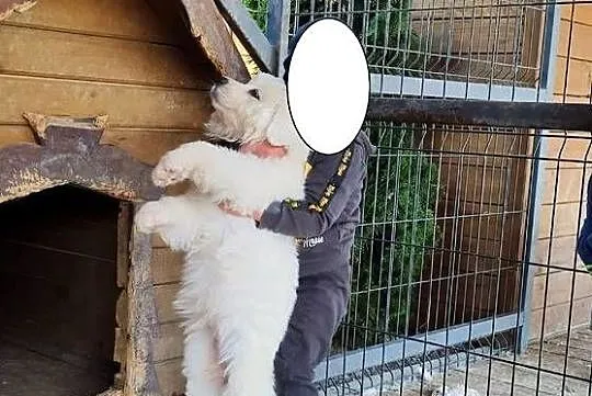 Polski owczarek podhalański Suczka gotowa do odbioru dziś pilne okazja, Świętokrzyskie, Bieliny