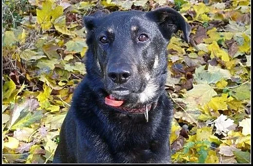 Dyziek - super psiak w typie ON do adopcji!, mazo