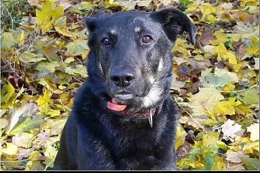 Dyziek - super psiak w typie ON do adopcji!, mazowieckie Warszawa