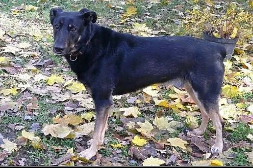 Dyziek - super psiak w typie ON do adopcji!,  mazo