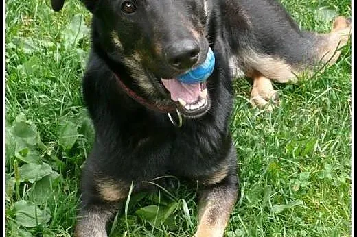 Dyziek - super psiak w typie ON do adopcji!,  mazo