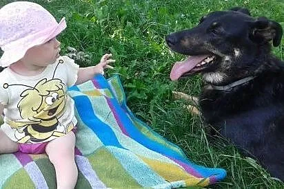 Dyziek - super psiak w typie ON do adopcji!,  mazo