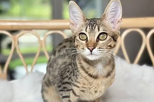 Czuła samiczka Savannah F6