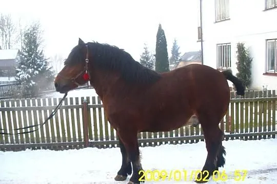 Oferuie stanówke 2015