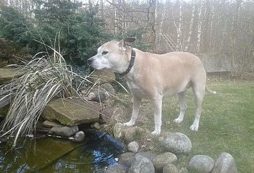 Piękny,zadbany amstaff szuka domu!, warmińsko-maz