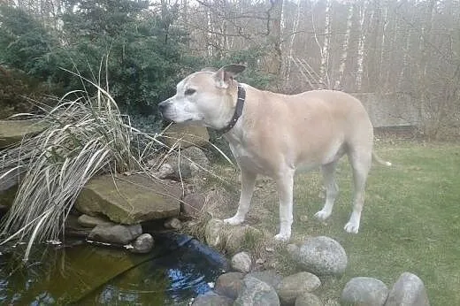 Piękny,zadbany amstaff szuka domu!,  warmińsko-maz