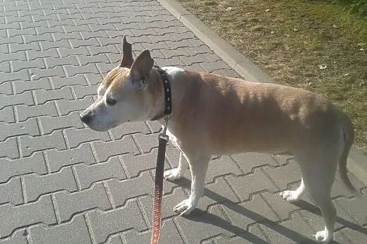 Piękny,zadbany amstaff szuka domu!,  warmińsko-maz