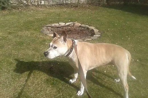 Piękny,zadbany amstaff szuka domu!,  warmińsko-maz
