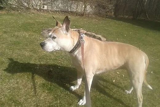 Piękny,zadbany amstaff szuka domu!,  warmińsko-maz