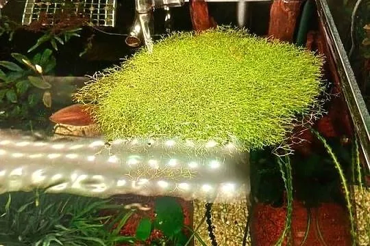 Wgłębka wodna do akwarium
