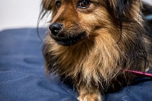 PAPILOT - mały, fajny pies - do adopcji dzisiaj je