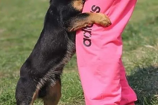 ROCKY - 7 kilogramów szczęścia i psiej miłości!, Mazowieckie, Warszawa