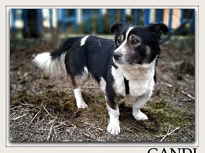 Niewielki 10 kg,łagodny,spokojny,kontaktowy,szczepiony piesek GANDI.Adopcja., Mazowieckie, Warszawa