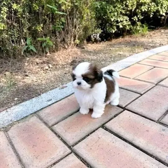Urocze szczenięta Shih Tzu na sprzedaż, do kochających domów, Śląskie, Piekary Śląskie