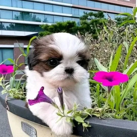 Urocze szczenięta Shih Tzu na sprzedaż, do kochających domów, Śląskie, Piekary Śląskie