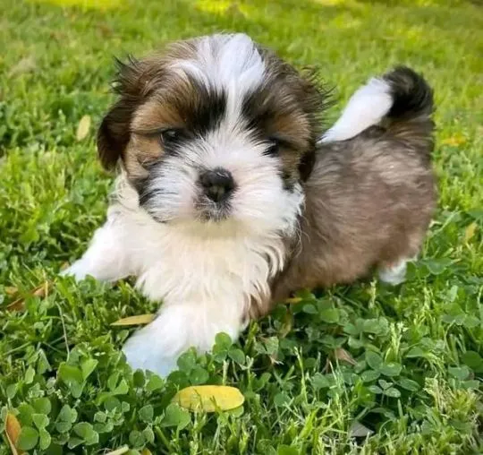 Urocze szczenięta Shih Tzu na sprzedaż, do kochających domów