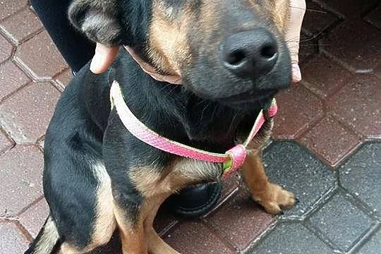 Tara, cudowna suczka w typie PINCZERKA, wesoła i przyjazna ADOPCJA