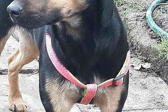 Tara, cudowna suczka w typie PINCZERKA, wesoła i p