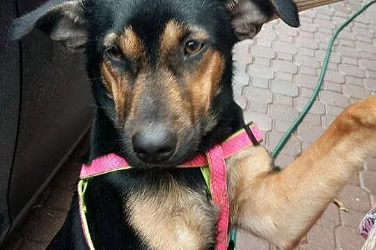 Tara, cudowna suczka w typie PINCZERKA, wesoła i p