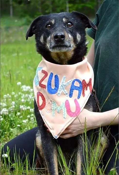 Podpalany, fajny Kodi :), warmińsko-mazurskie Ols