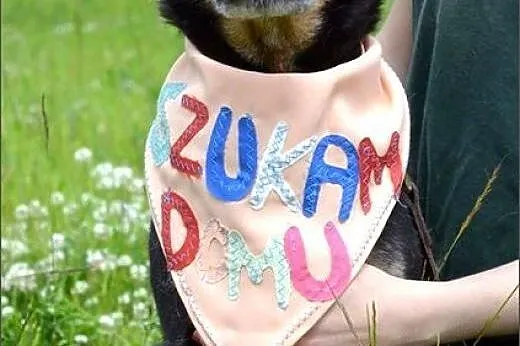 Podpalany, fajny Kodi :), warmińsko-mazurskie Olsztyn