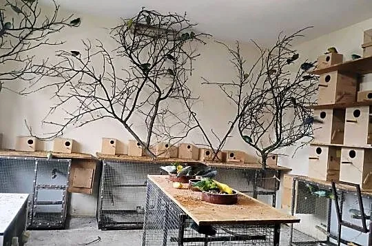 Papugi katarzynki likwidacja hodowli, Małopolskie, Myślenice