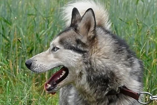 Ałtaj - piękny husky szuka domu