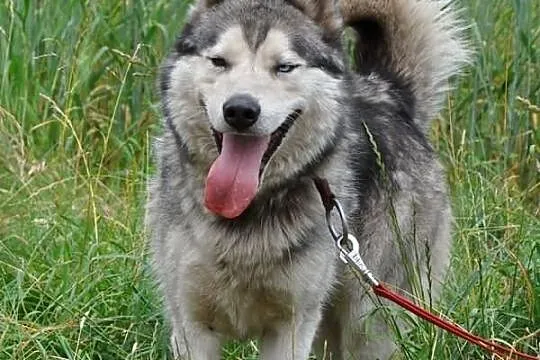 Ałtaj - piękny husky szuka domu