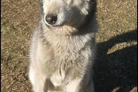Ałtaj - piękny husky szuka domu