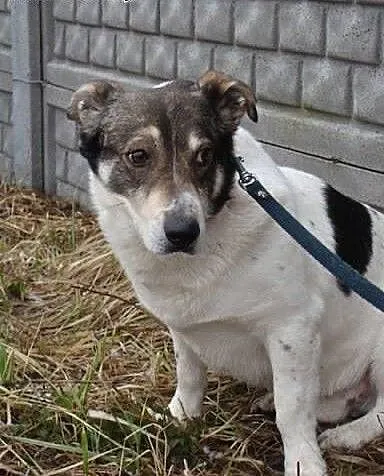 Dandi wiele wycierpiał z winy człowieka daj mu cie